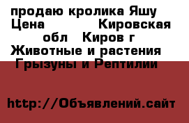 продаю кролика Яшу  › Цена ­ 1 000 - Кировская обл., Киров г. Животные и растения » Грызуны и Рептилии   